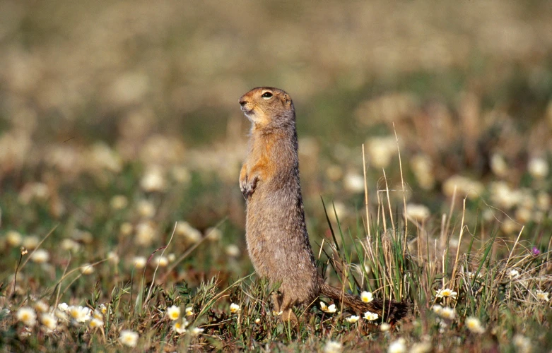 Tiere, Die Keinen Winterschlaf Halten