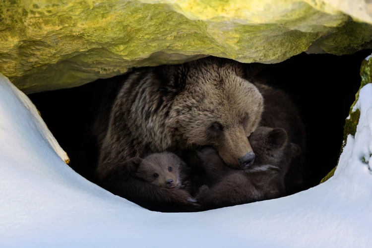 Tiere, Die Winterschlaf Halten