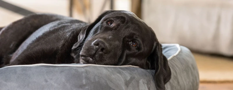 Schlummernde Träume - Wie Träumen Hunde?