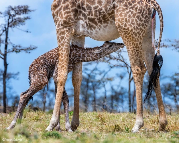 Wie Giraffen Ihre Umgebung Sichern, Während Sie Schlafen