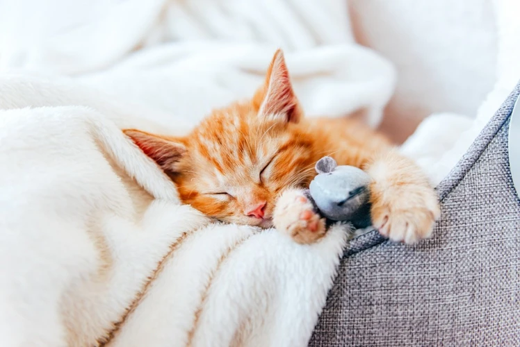 Andere Gründe Für Zuckungen Bei Katzenbabys