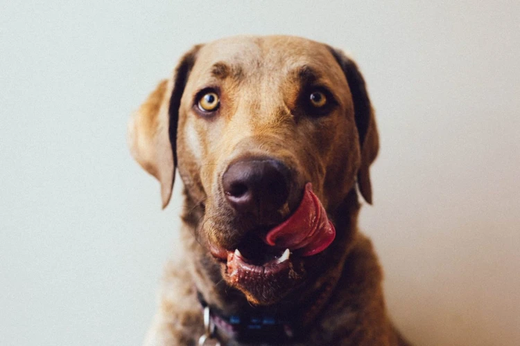 Gründe Für Das Schmatzen Von Hunden Im Schlaf