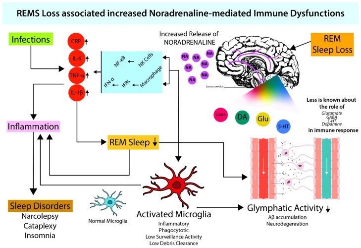 Der Schlaf Und Das Immunsystem