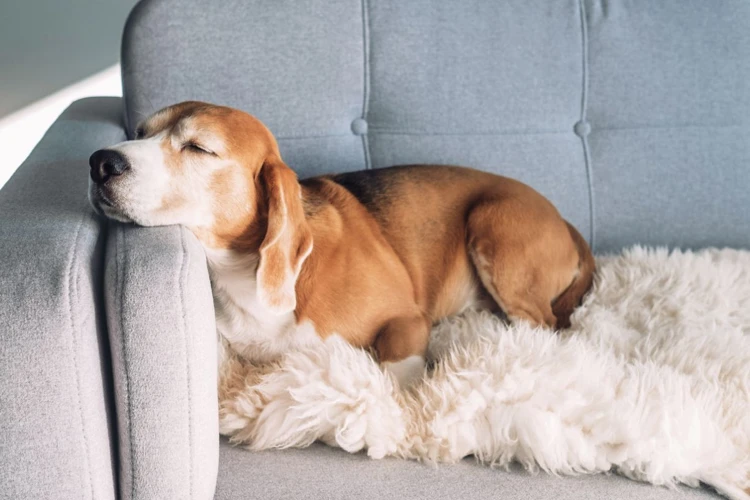 Schlafstörungen Bei Hunden