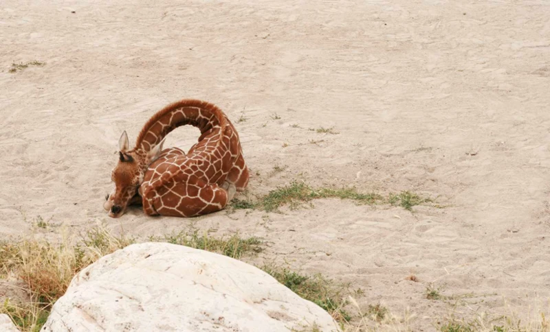 Schlafpositionen Von Giraffen