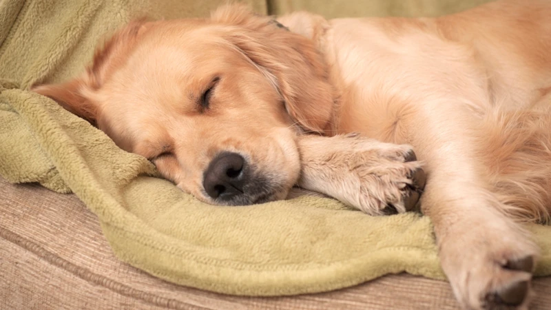 Die Besten Traumdeutungen Für Hunde, Die Im Schlaf Zittern