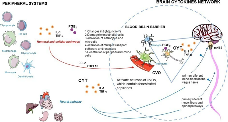 Der Einfluss Von Schlaf Auf Das Immunsystem