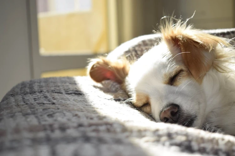 Die Normale Atemfrequenz Von Hunden