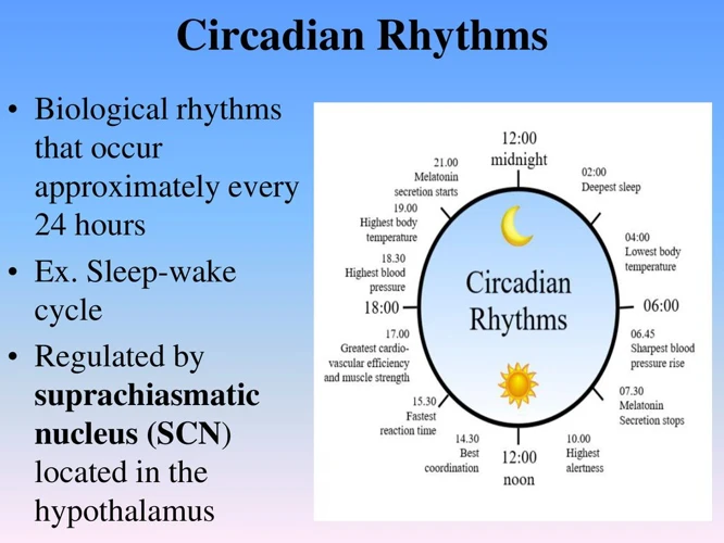 Die Schlaf-Wach-Rhythmen