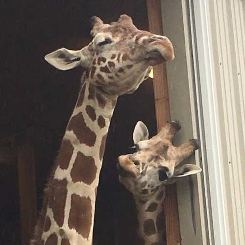 Tipps Für Einen Gesunden Schlaf Von Giraffen Im Zoo