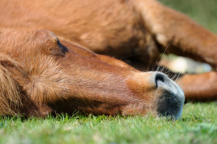 Tipps Für Den Umgang Mit Einem Schlafenden Pferd