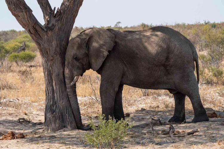 Ungewöhnliche Schlafgewohnheiten Anderer Tiere Im Vergleich Zu Giraffen