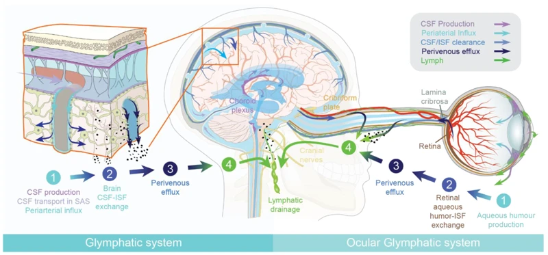 Was Ist Das Glymphatische System?