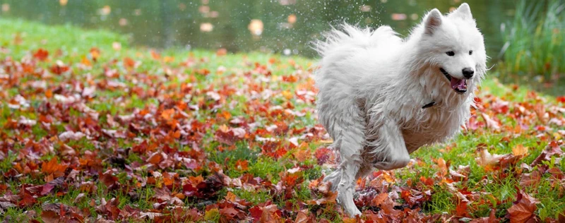 Warum Hunde Im Schlaf Laufen