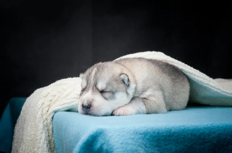 Warum Sich Hunde Im Schlaf Bewegen