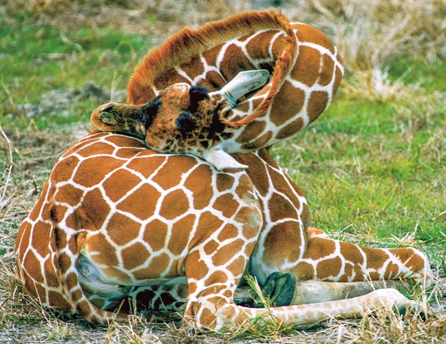 Warum Schlaf Wichtig Für Giraffen Ist